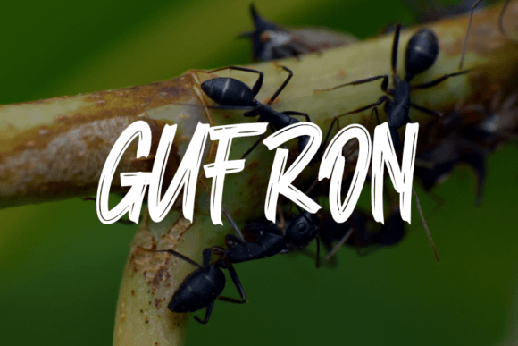Gufron: A Script Amp Typeface That Feels Like a Design Shortcut